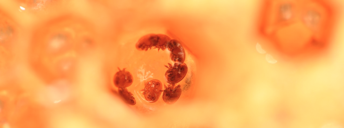 Varroa_02