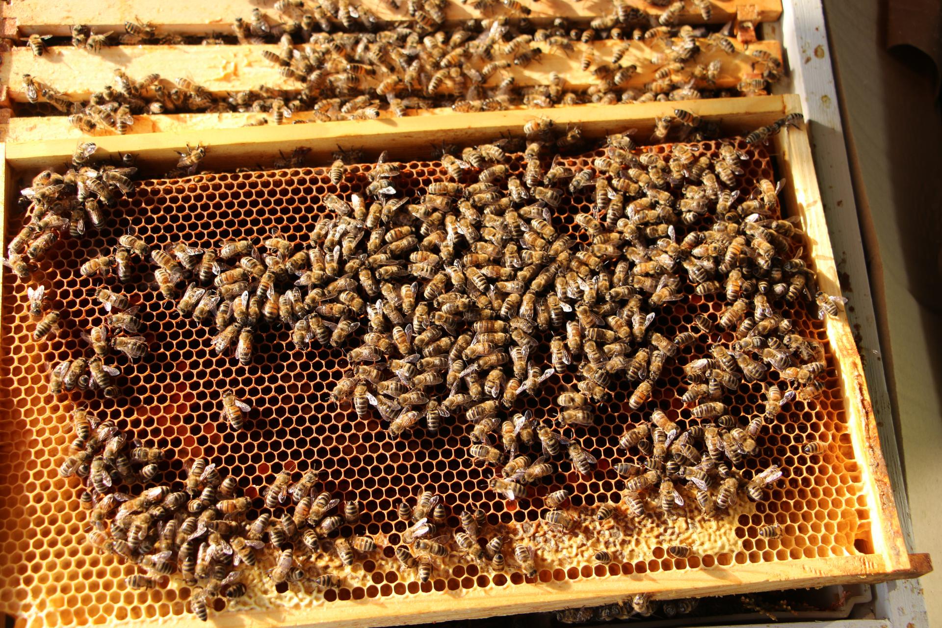 Bienen02