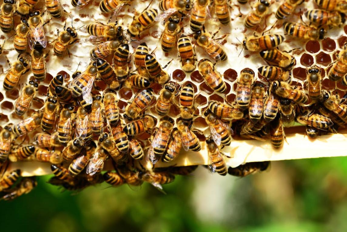 Bienen03