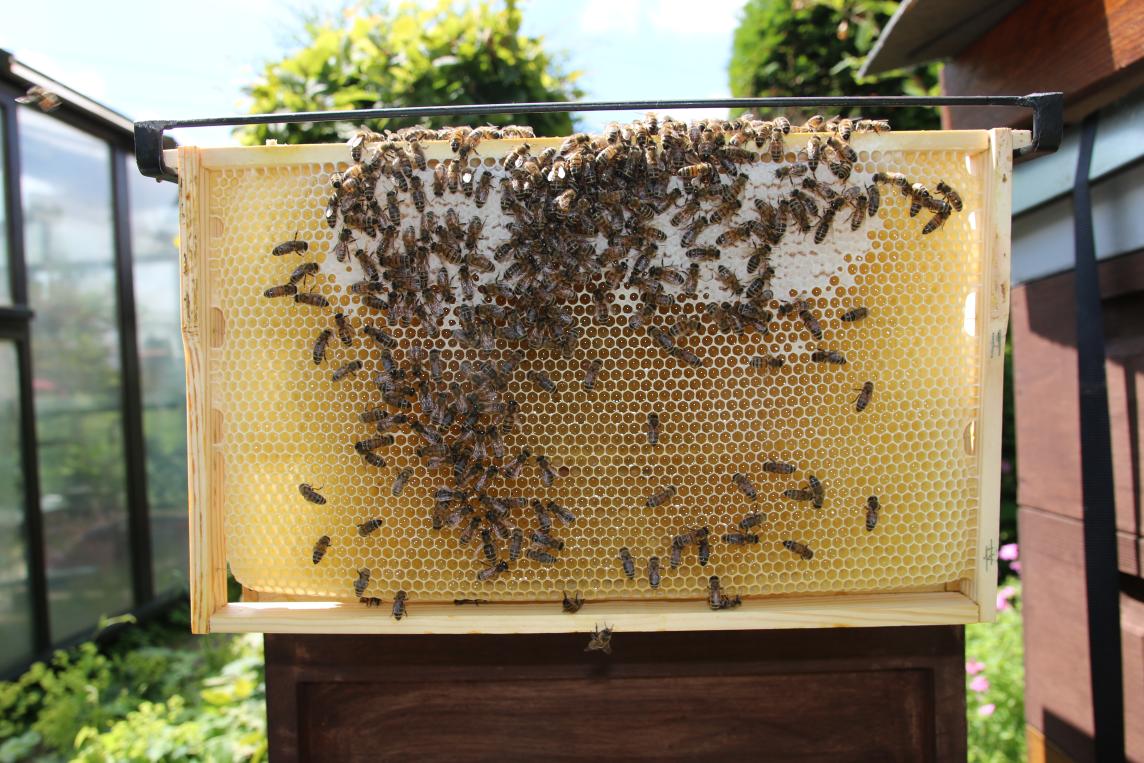 Bienenhaus-02